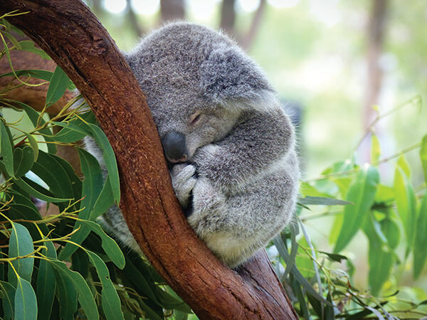 MP1_koala