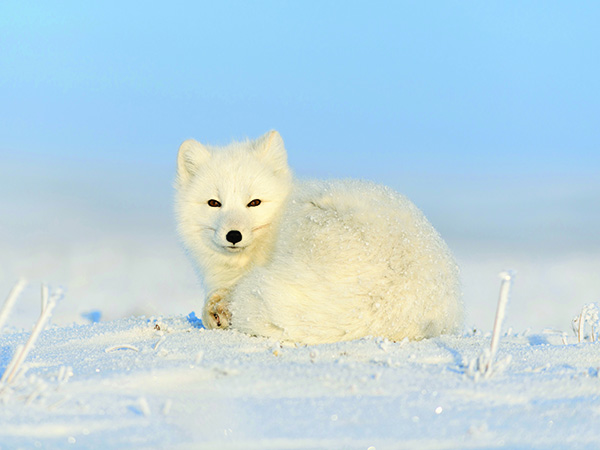 Polarna-lisica