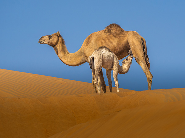 MP 6 kamela