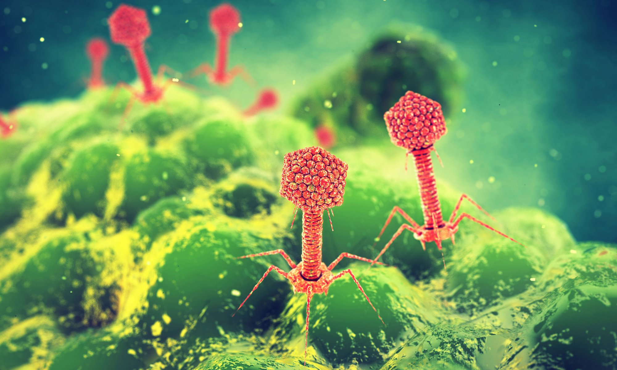 V-bakteriofag