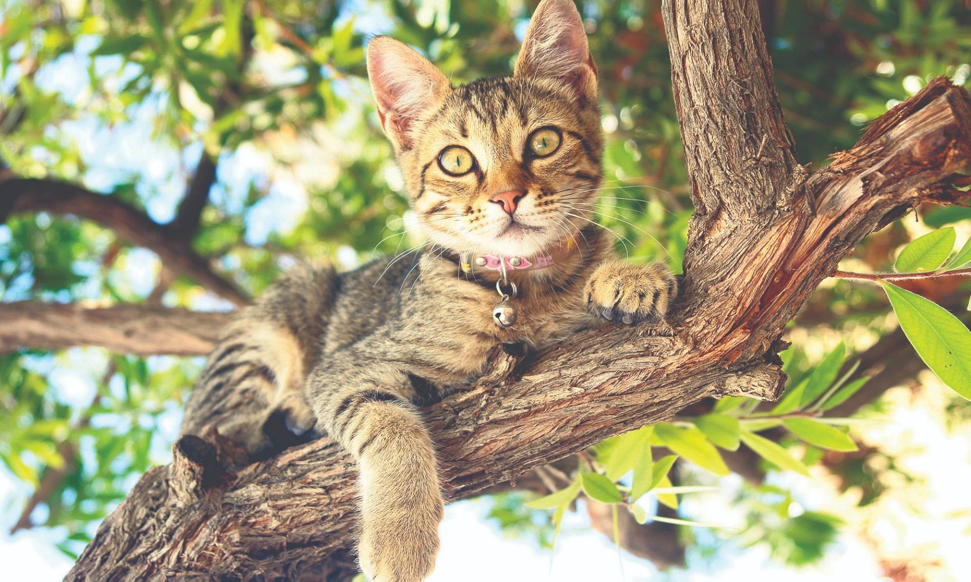 Domače mačke so izjemno priljubljene domače živali.