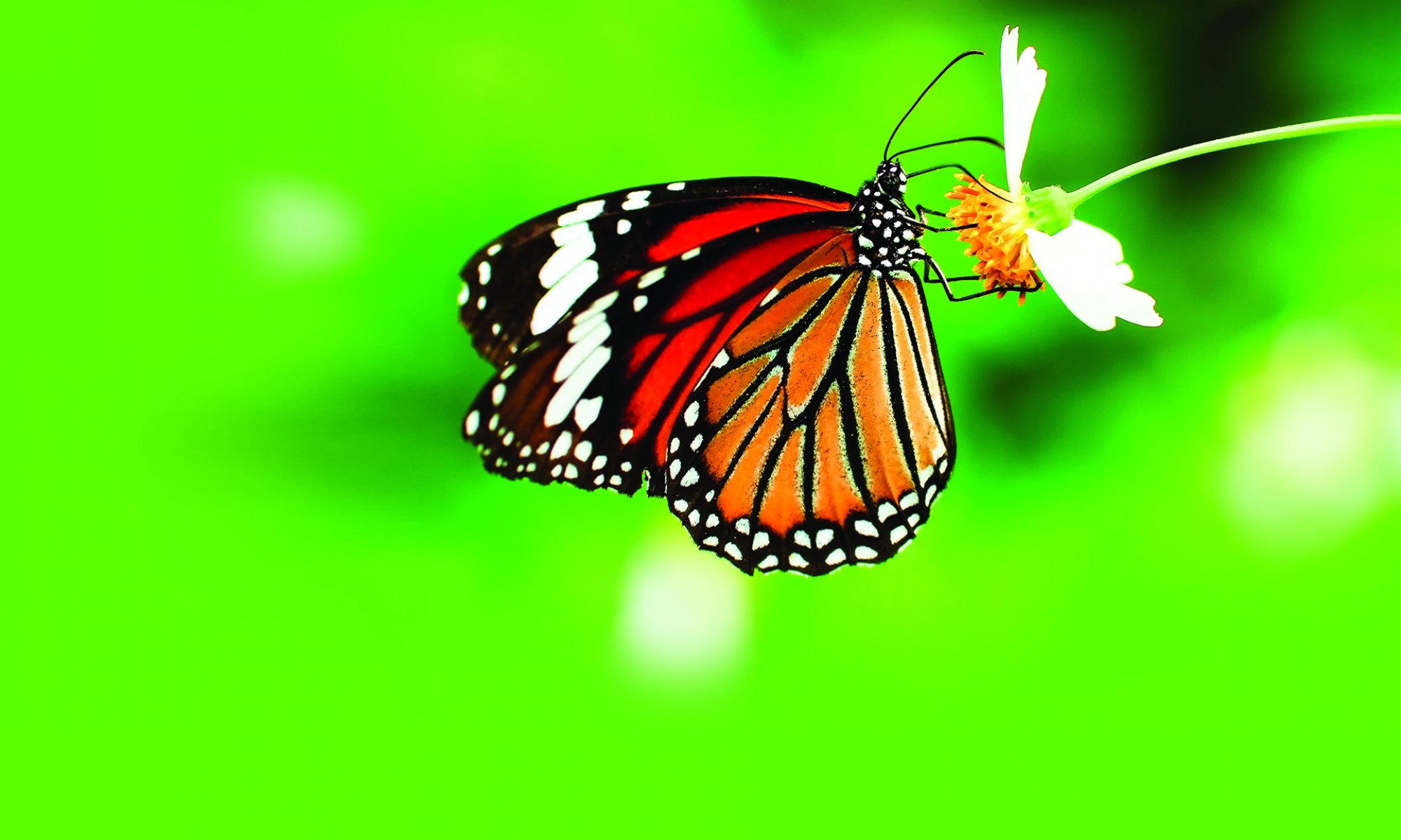 Število travniških metuljev nam pove, kako ohranjeno je naše okolje