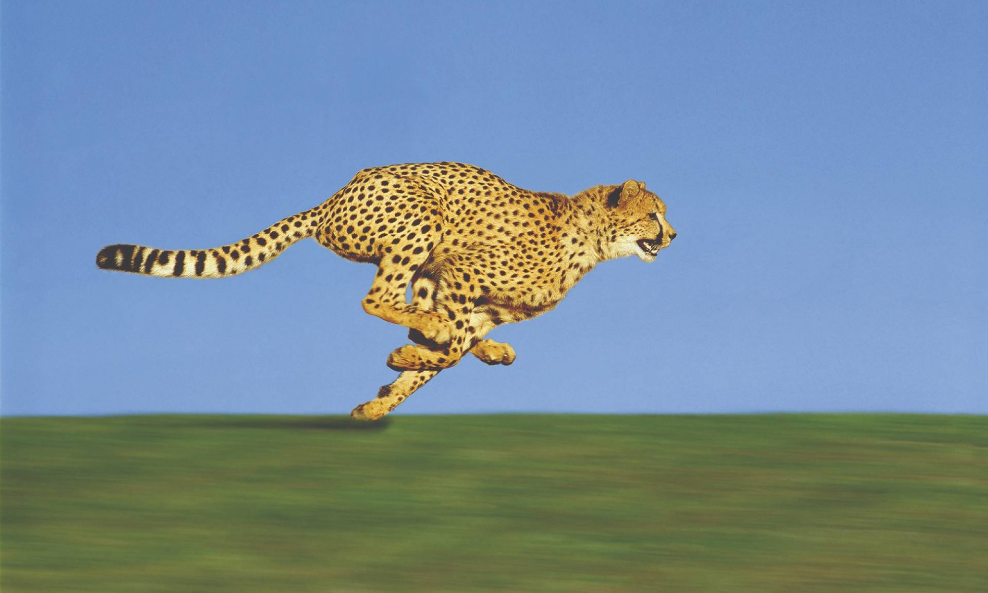  Najhitrejše živali na svetu