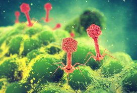 V-bakteriofag