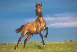 Inteligentni in plemeniti konj je simbol moči in svobode.