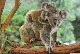 Koala z mladičem