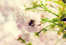 20. maja praznujemo svetovni dan čebel