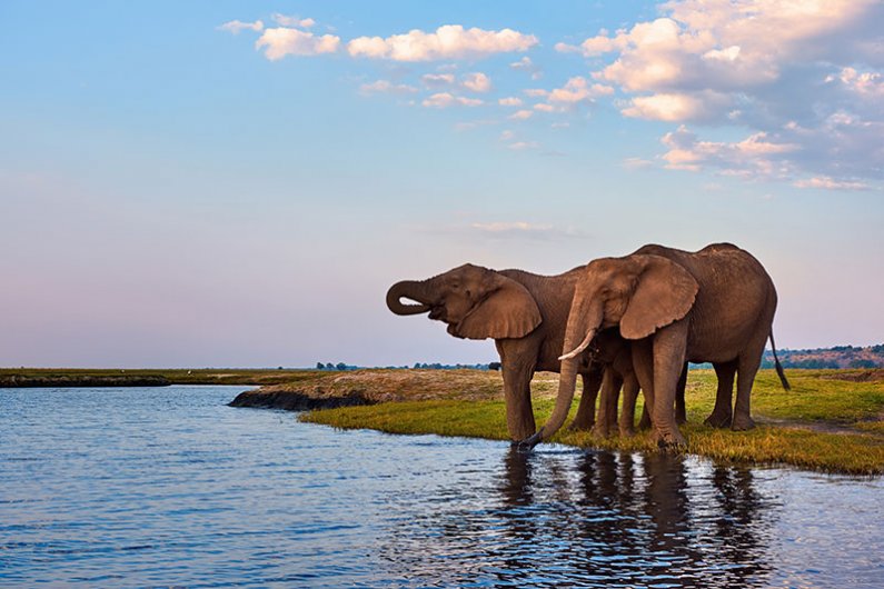 V nacionalnem parku Chobe je več kot 50.000 slonov in to območje velja za eno najbolj gosto poseljenih območij z njimi v vsej Afriki.