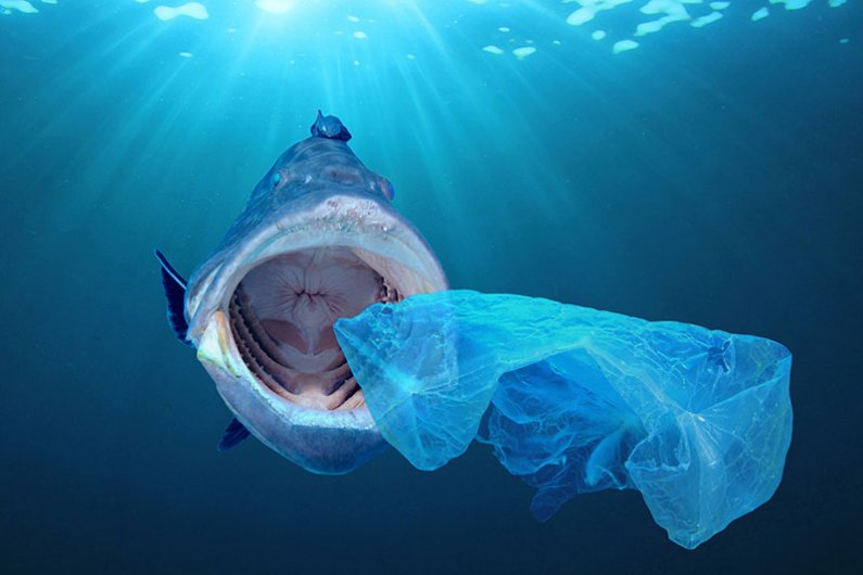  Praktično ne mine teden, ko v medijih ne zasledimo, da so iz svetovnih morij potegneli večje plenilske ribe, za katere se zdi, da so postali ogromni zbiralniki odpadne plastike.