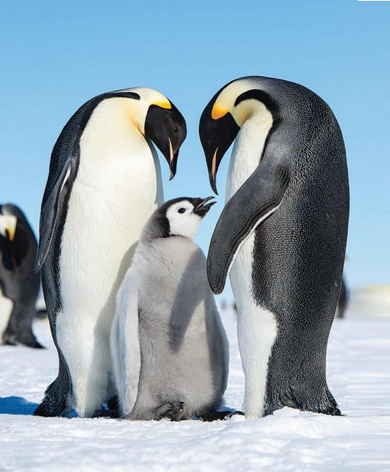 •	Cesarski pingvini so največji med danes živečimi pingvini. Zrastejo do 120 cm