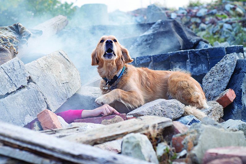 Enote reševalnih psov imajo v marsikaterem slovenskem kinološkem društvu. 