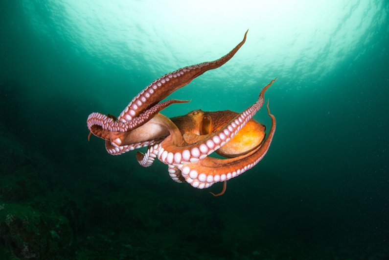hobotnica Gea avgust 2023