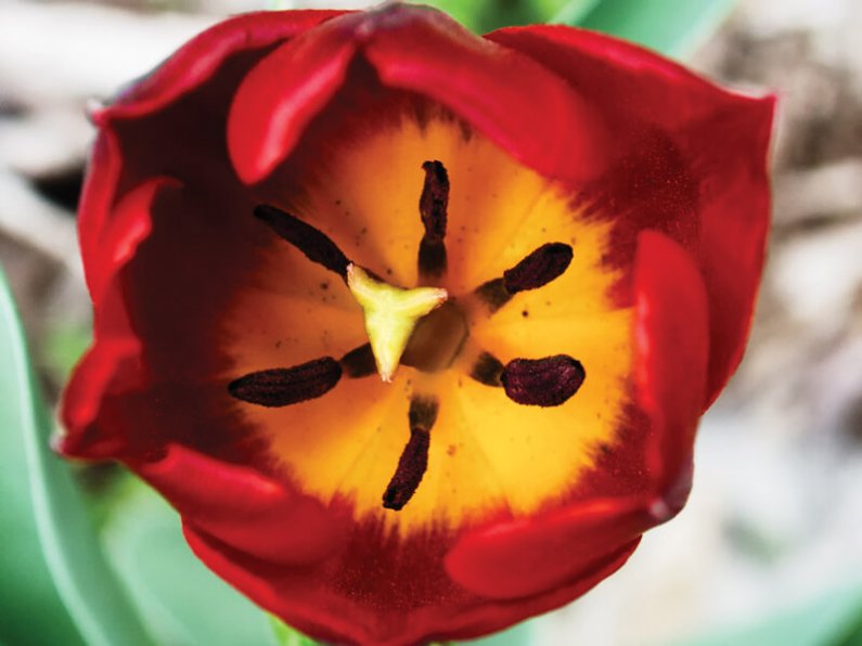 Revija_Ciciban_amb_1_tulipan